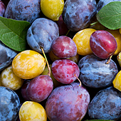 La nutricionista Boticaria García alerta sobre el consumo de una popular fruta en España