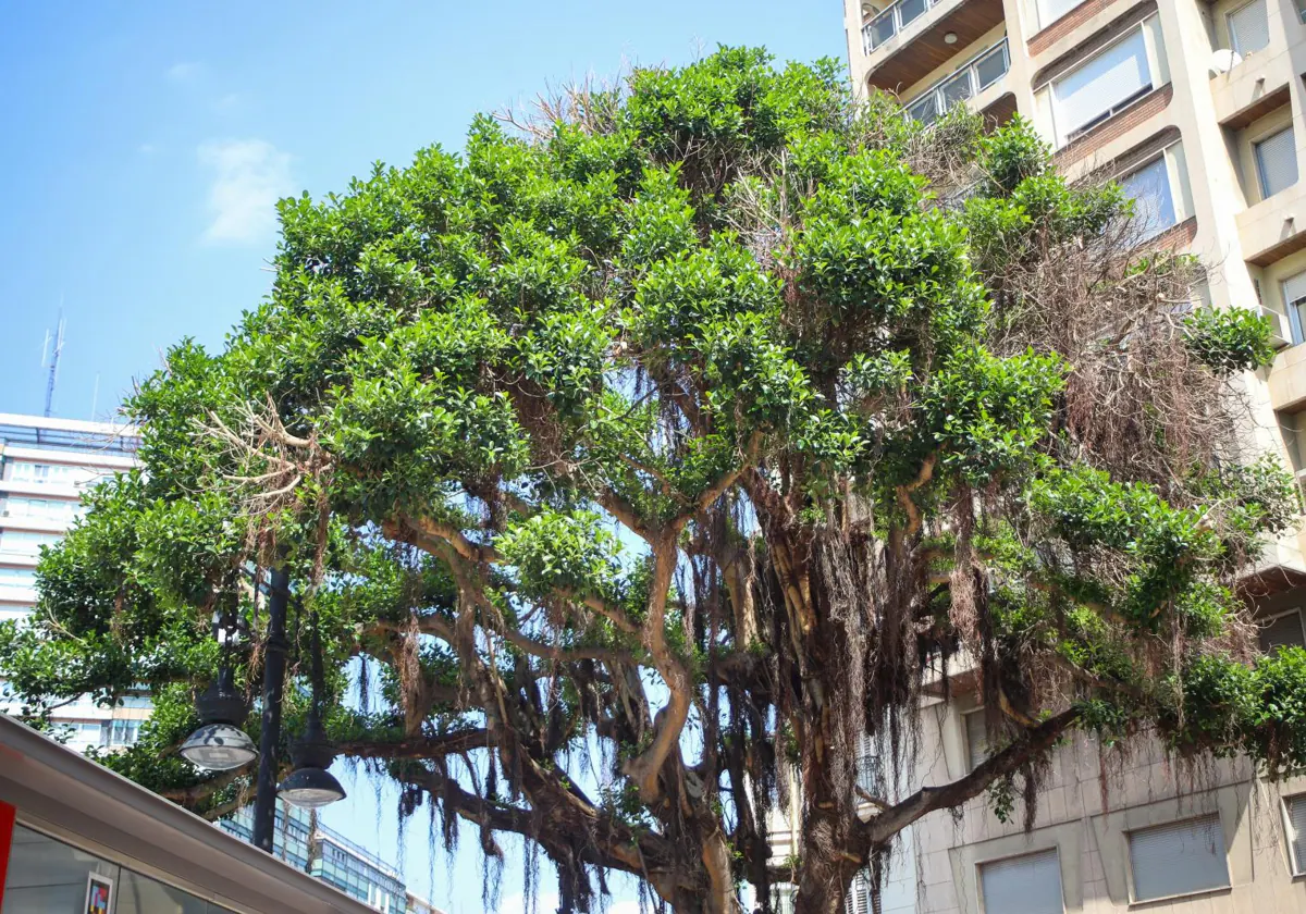 El milagro del ficus de plaza de España 