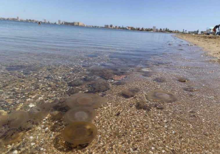 Medusas flotando en la orilla