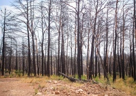 Estado actual del paraje alrededor de Bejís.