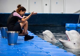 Las belugas ucranianas se vuelven bilingües en el Oceanogràfic de Valencia