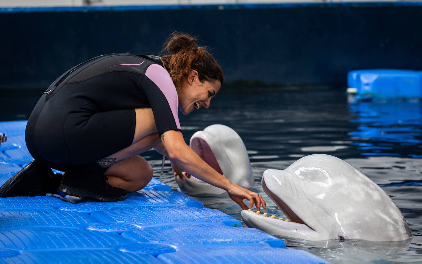 Las belugas ucranianas se quedan en el Oceanogràfic