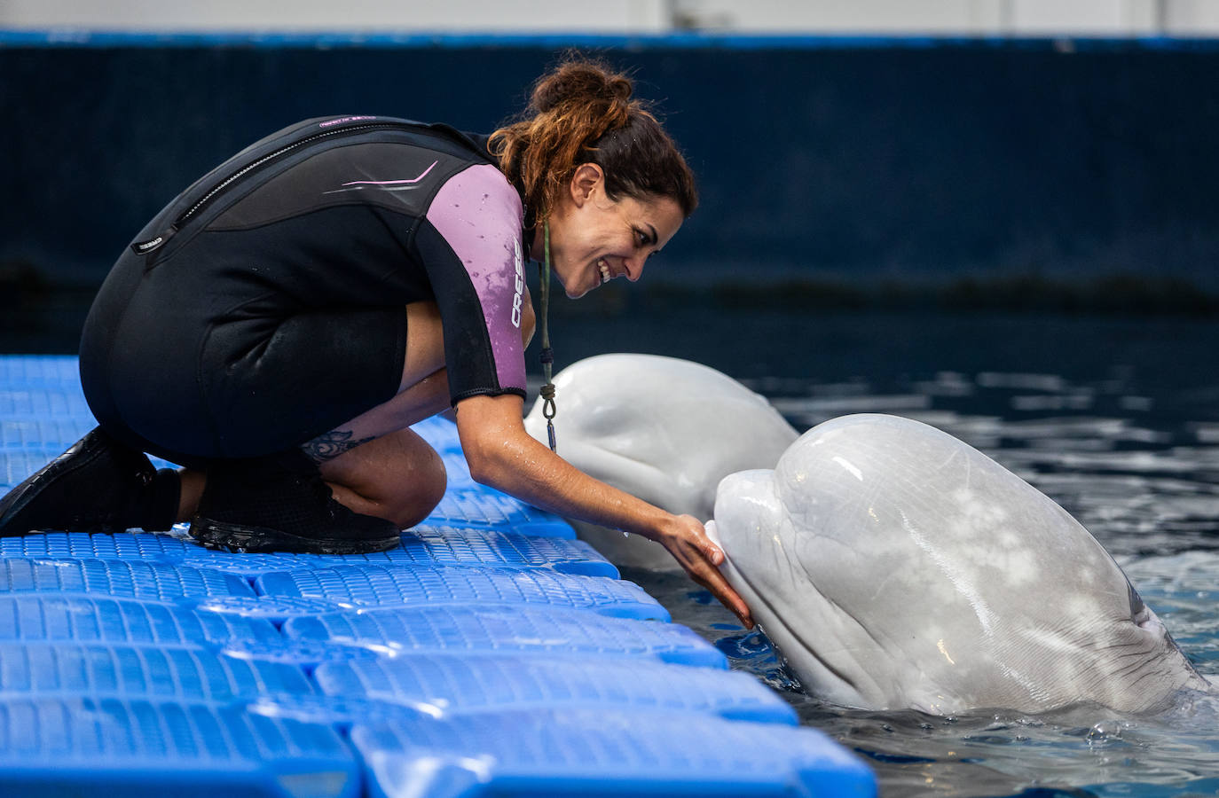 Las belugas ucranianas se quedan en el Oceanogràfic