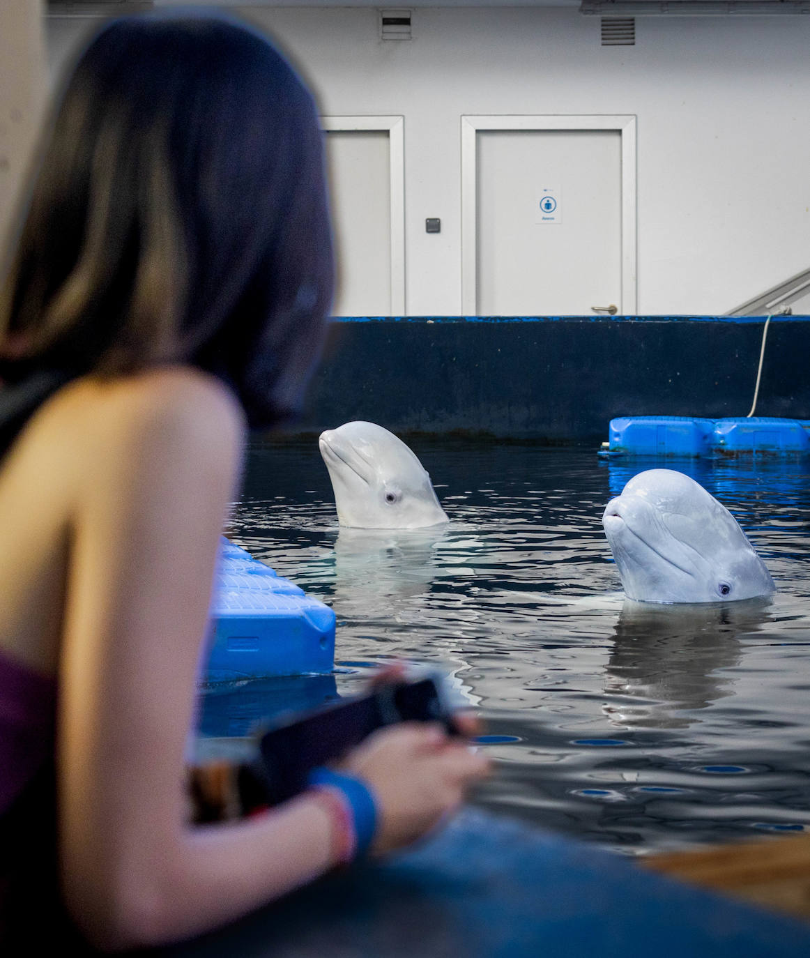 Las belugas ucranianas se quedan en el Oceanogràfic