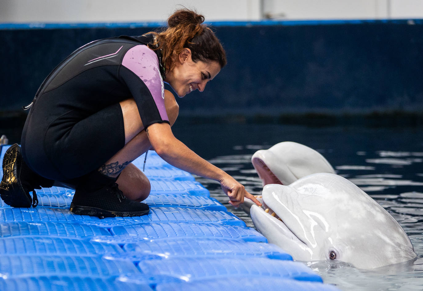 Las belugas ucranianas se quedan en el Oceanogràfic