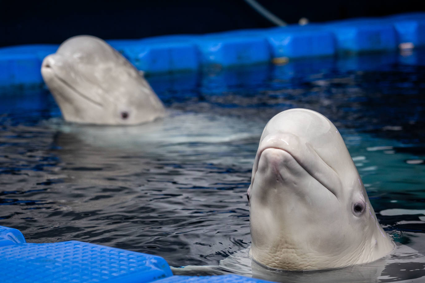 Las belugas ucranianas se quedan en el Oceanogràfic