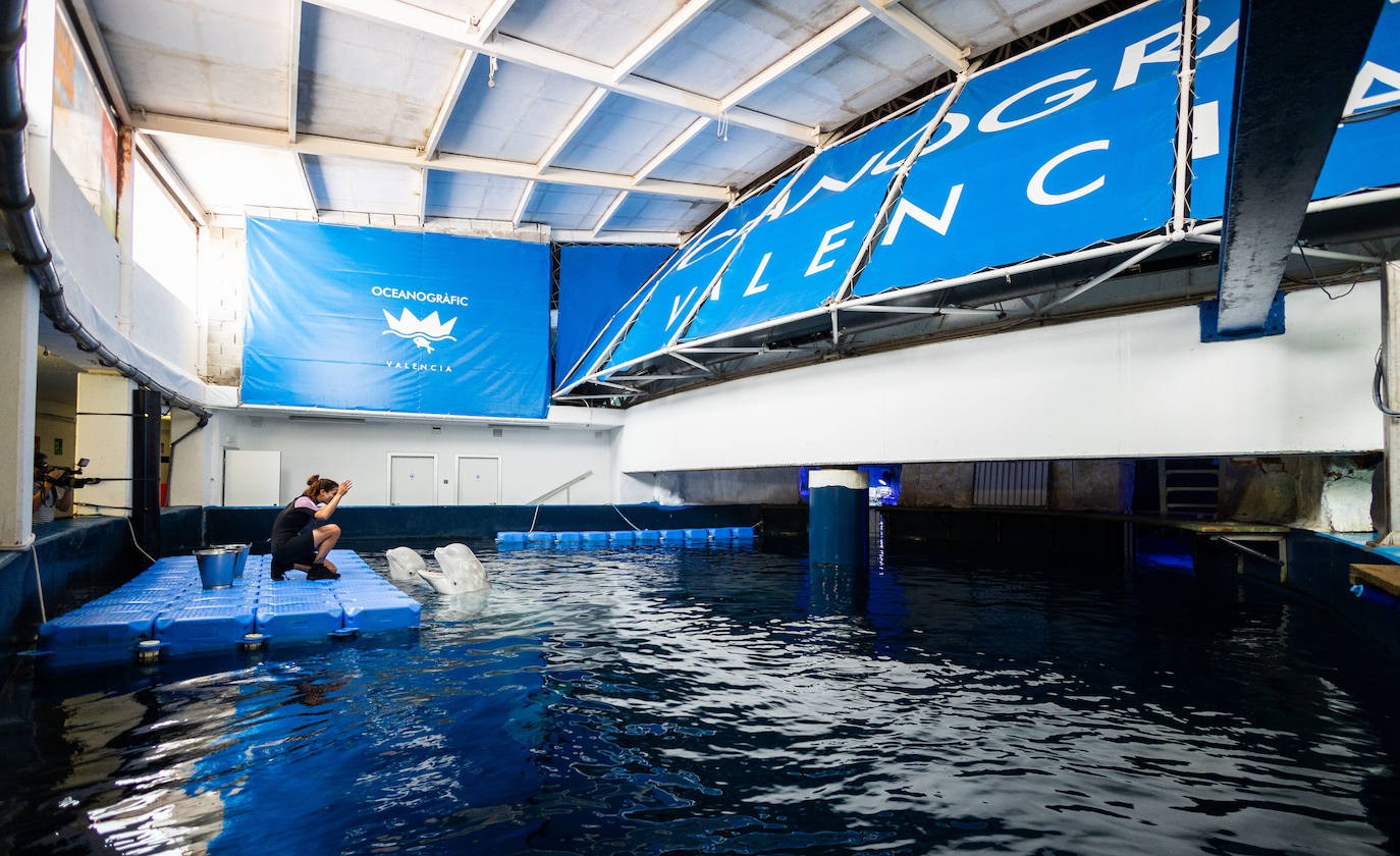 Las belugas ucranianas se quedan en el Oceanogràfic