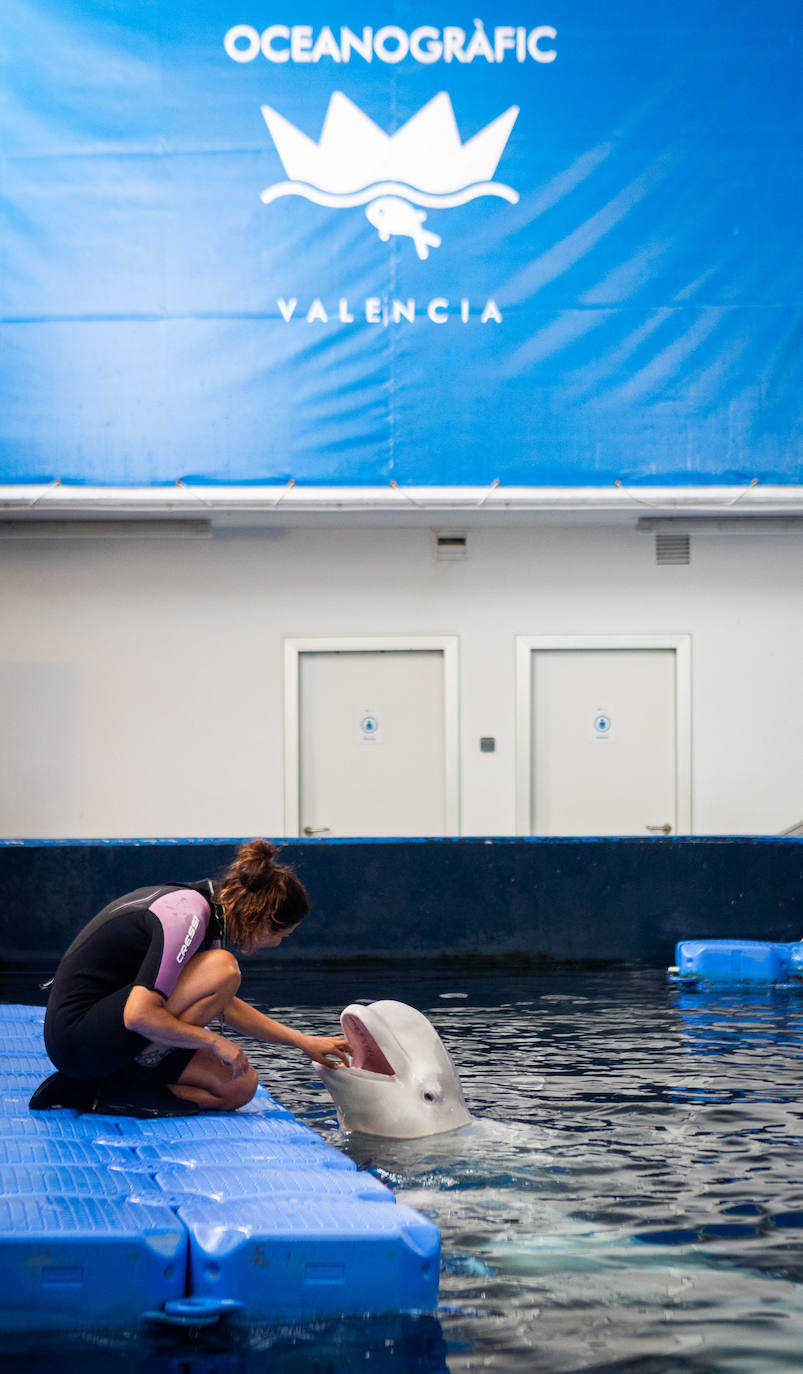 Las belugas ucranianas se quedan en el Oceanogràfic