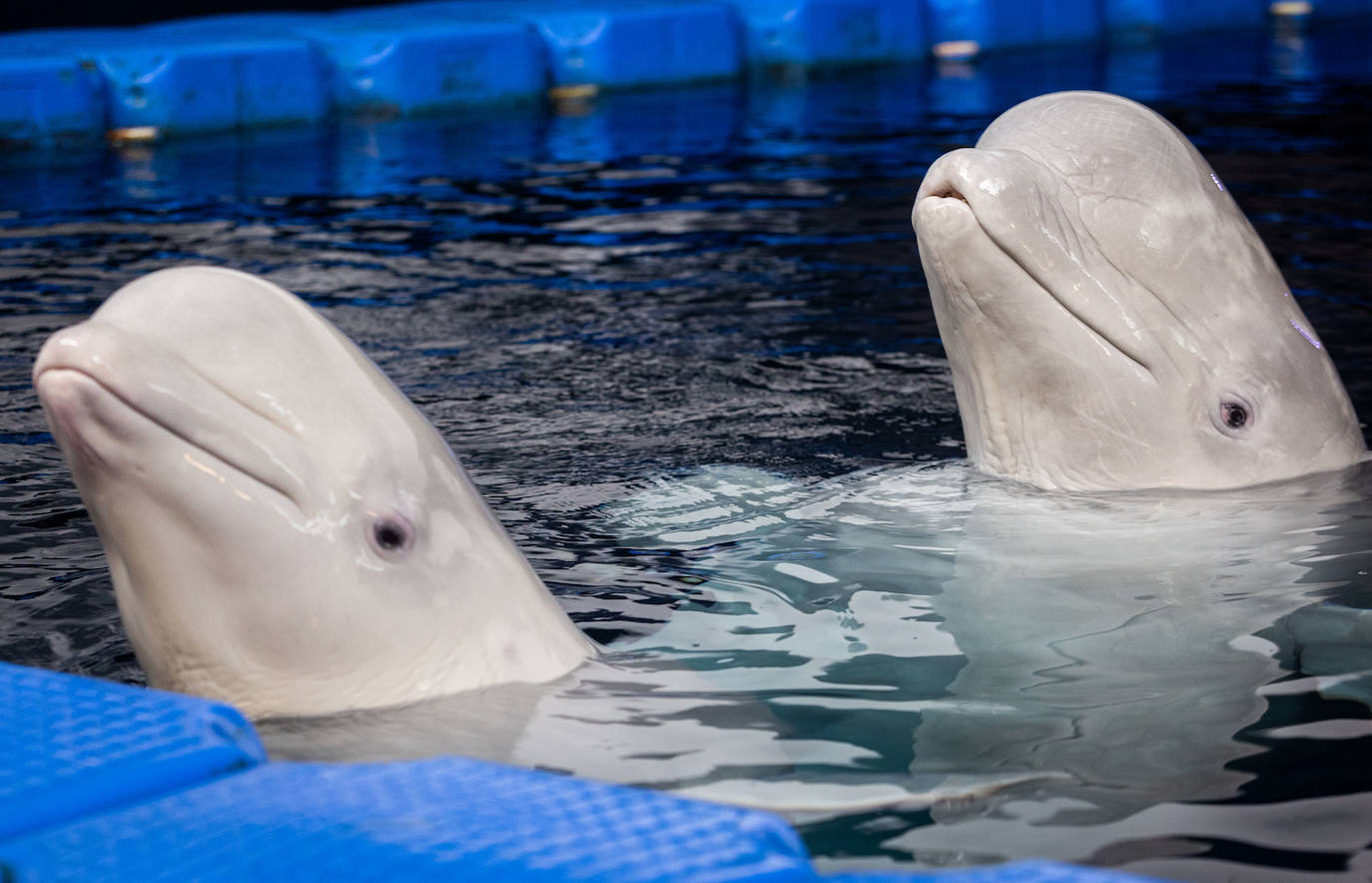 Las belugas ucranianas se quedan en el Oceanogràfic