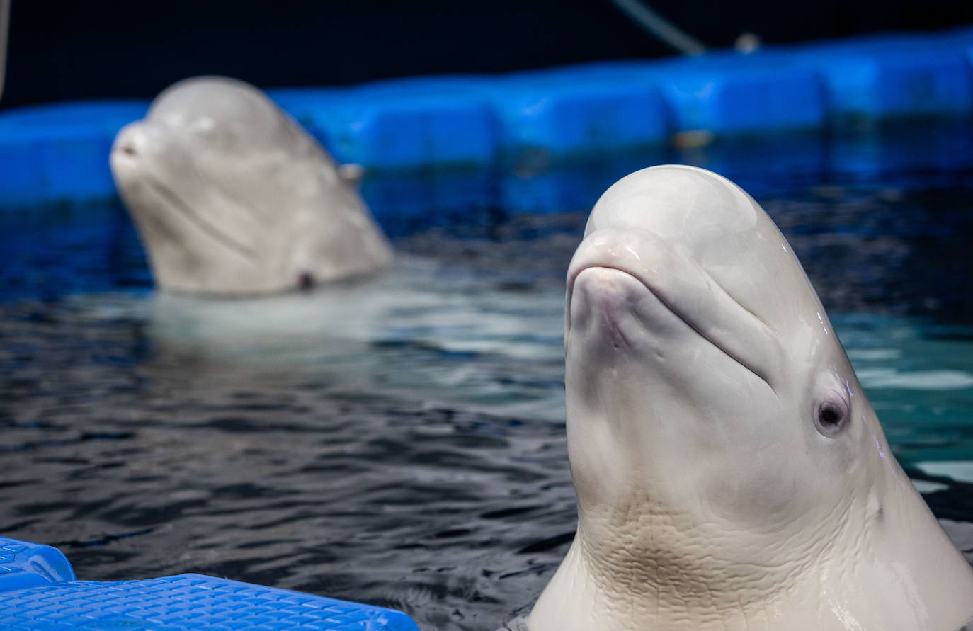 Las belugas ucranianas se quedan en el Oceanogràfic