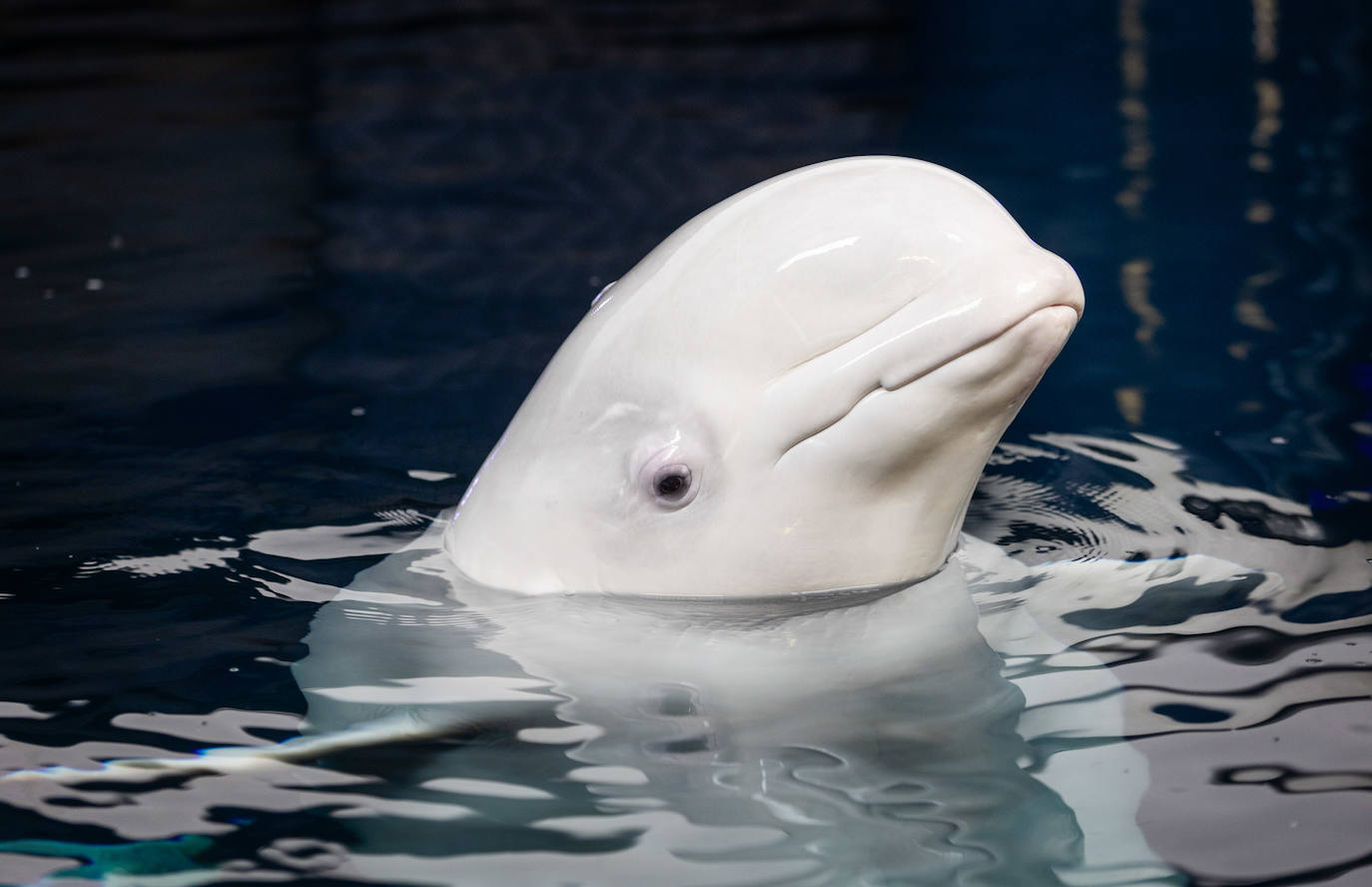 Las belugas ucranianas se quedan en el Oceanogràfic