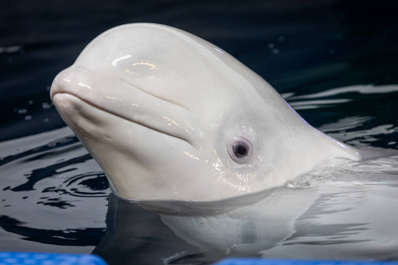 Las belugas ucranianas se quedan en el Oceanogràfic