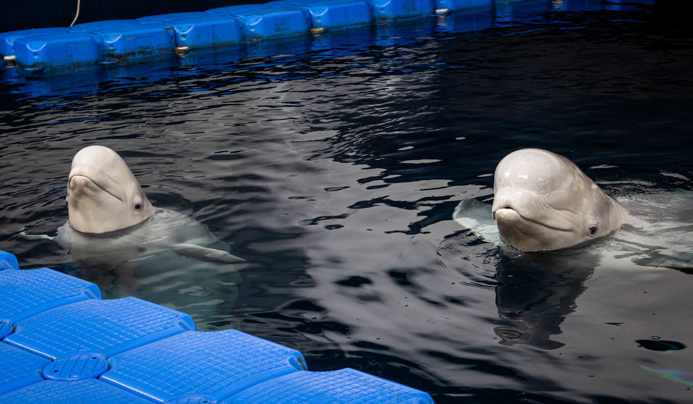 Las belugas ucranianas se quedan en el Oceanogràfic