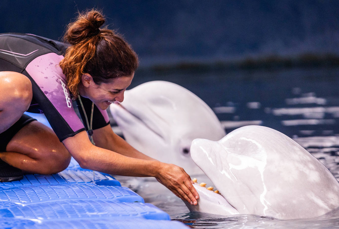 Las belugas ucranianas se quedan en el Oceanogràfic