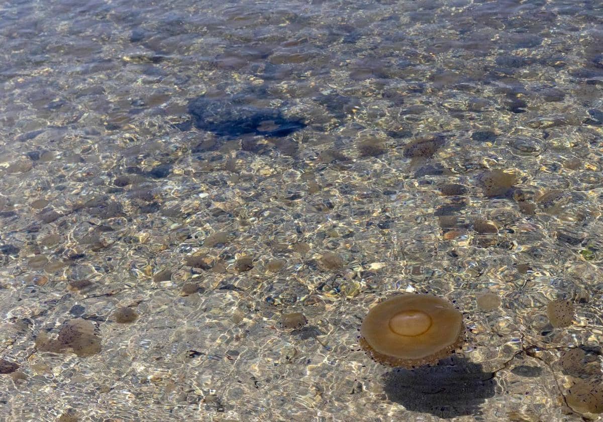 Las playas con medusas hoy (23 de agosto) en Alicante, Valencia y Castellón 