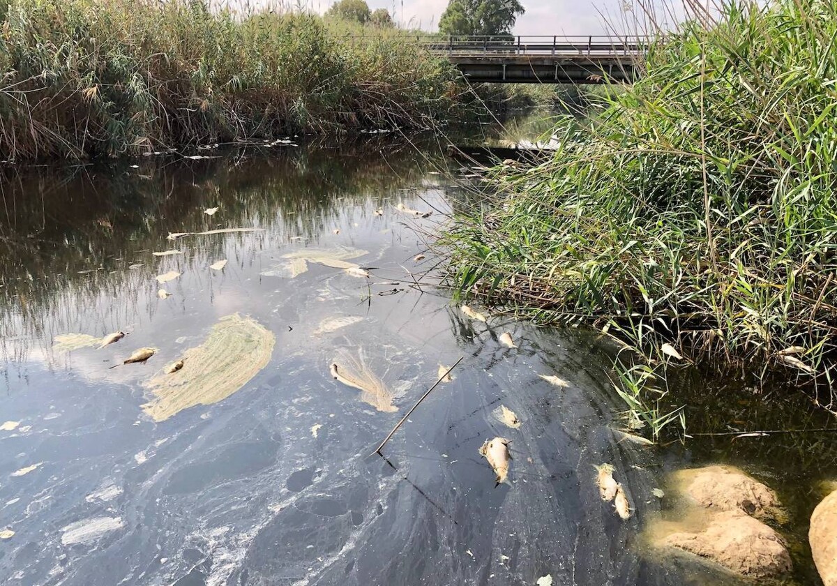 Los peces muertos cerca de la desembocadura del río.