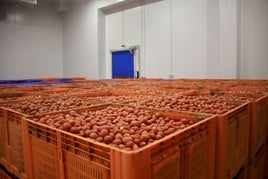 Miles de kilos de tomates preparados para la Tomatina de Buñol 2024