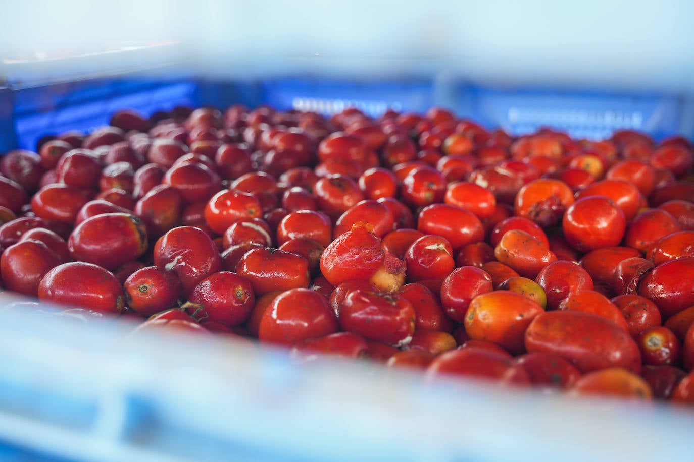 FOTOS | Cargan camiones con 150.000 kilos de tomates para la Tomatina de Buñol 2024