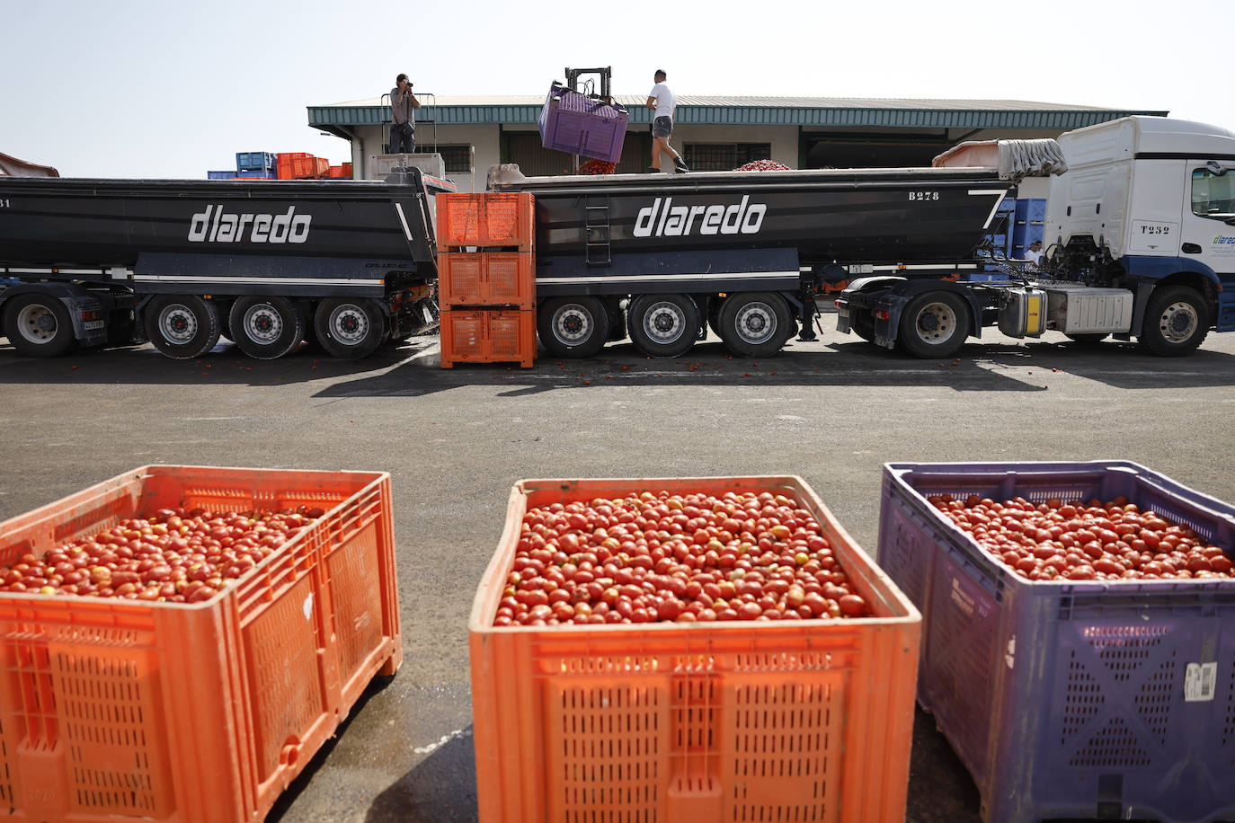 FOTOS | Cargan camiones con 150.000 kilos de tomates para la Tomatina de Buñol 2024