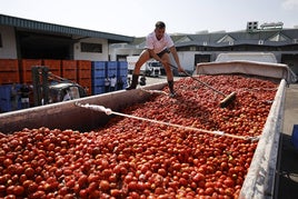 FOTOS | Cargan camiones con 150.000 kilos de tomates para la Tomatina de Buñol 2024