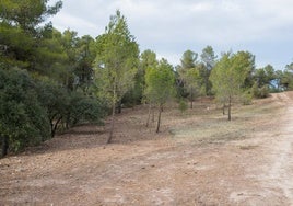 Faja de seguridad habilitada en la sierra de Mariola durante la última campaña.