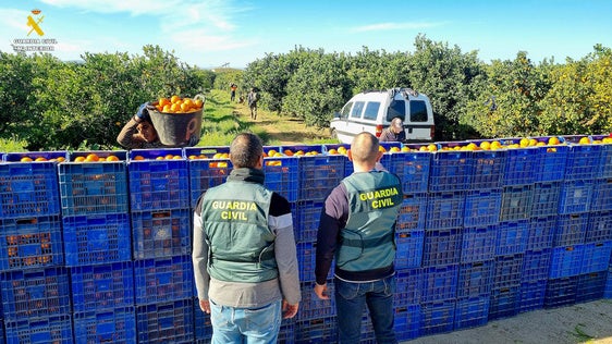 Agentes controlando la recolecta de naranjas durante la campaña.