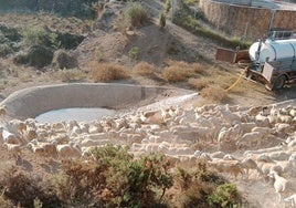 Camión cisterna suministrando agua al ganado.