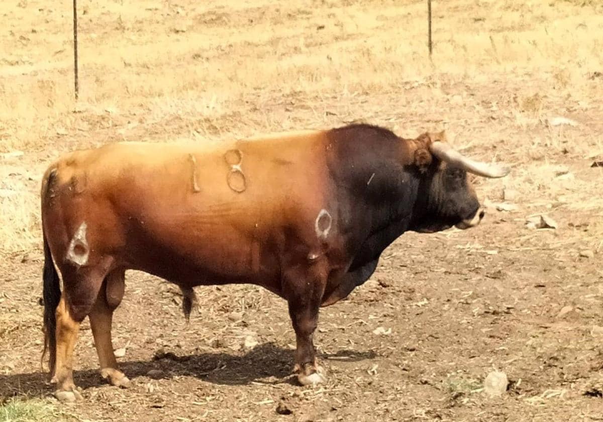 Localizan el toro de una ganadería de Almenara perdido desde el 12 de agosto 