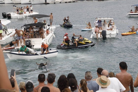 Un toro en el agua durante la sesión de bous a la mar del viernes.