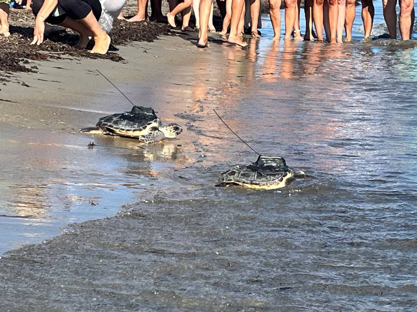 Siete tortugas bobas nacidas en Dénia el año pasado vuelven al mar 