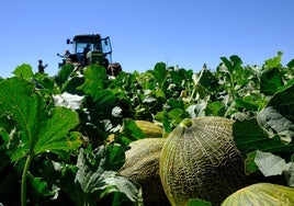 El discreto gigante del sector frutícola de la Comunitat