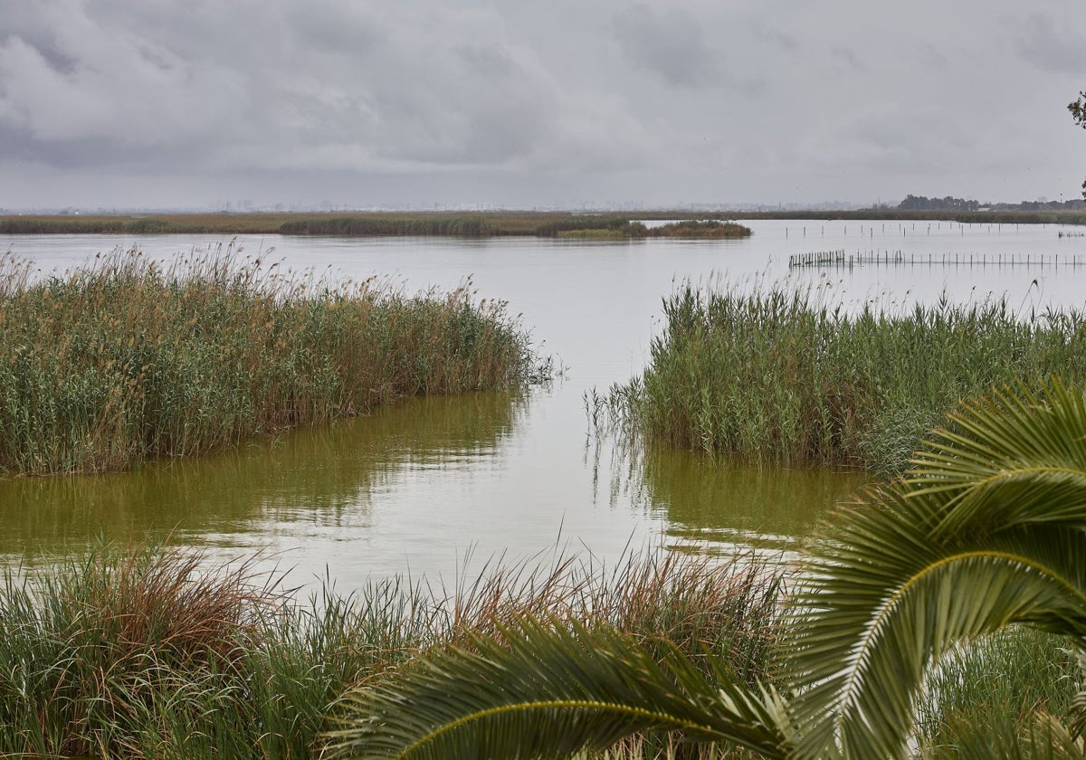 Malladas de la Albufera.