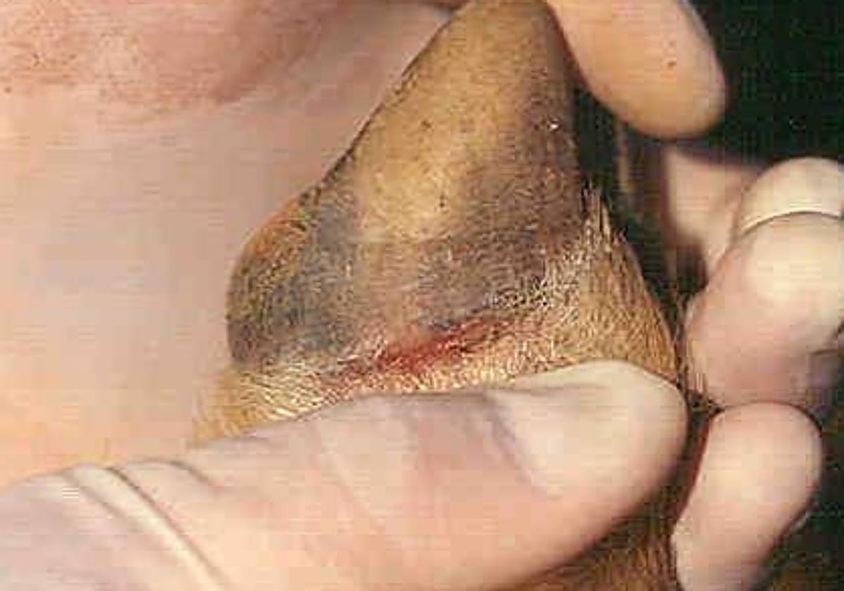 Un animal afectado, en una imagen de archivo.