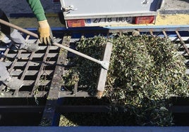 Agricultores trasladan su cosecha a una almazara.