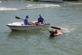 Uno de los toros, en aguas del puerto de Dénia.