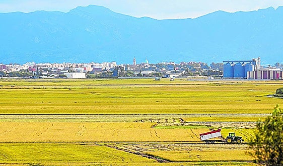 Los arrozales suecanos se extienden por el parque natural de la Albufera.