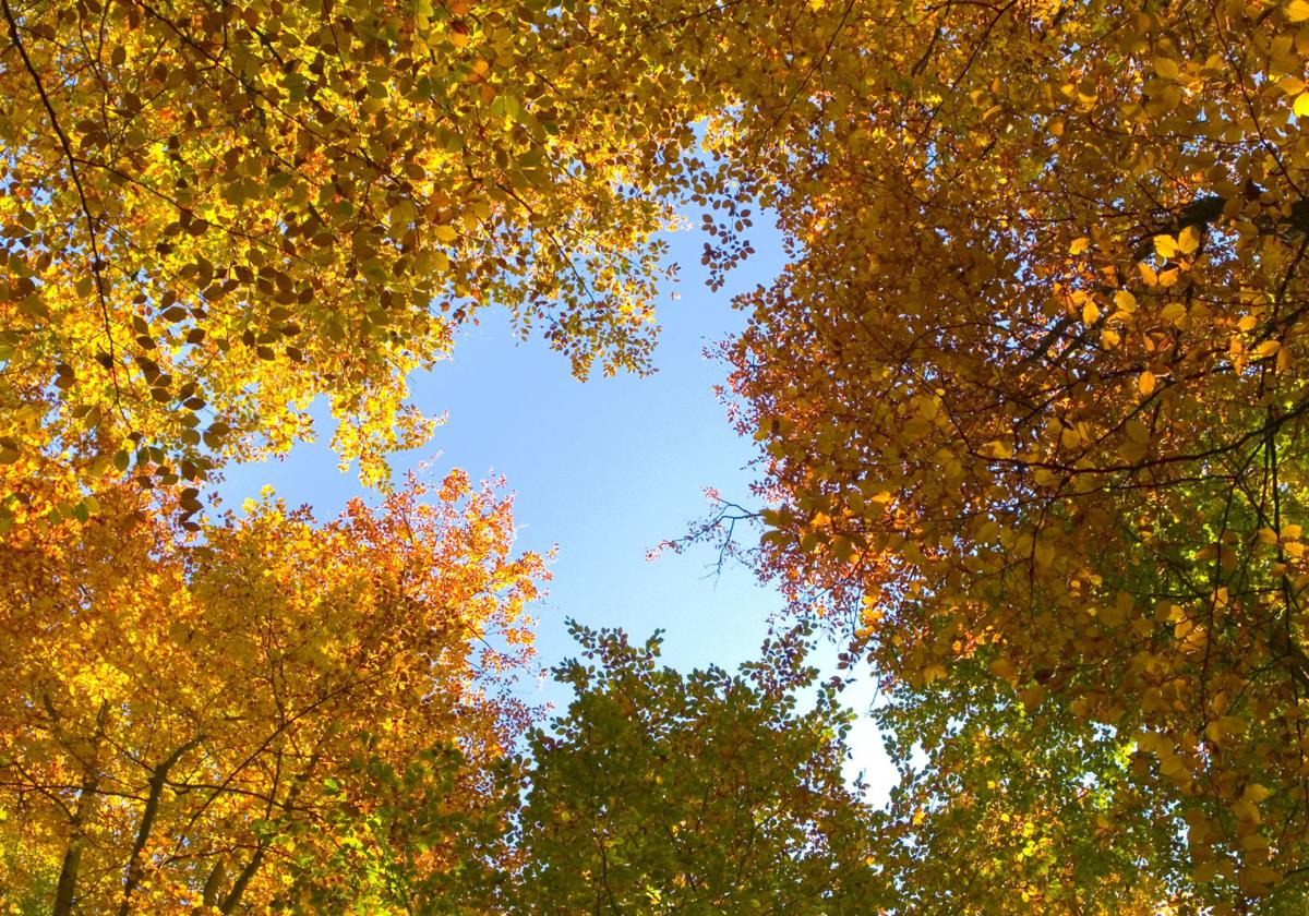 Arboles con tonalidades ocres que marcan el inicio del otoño.