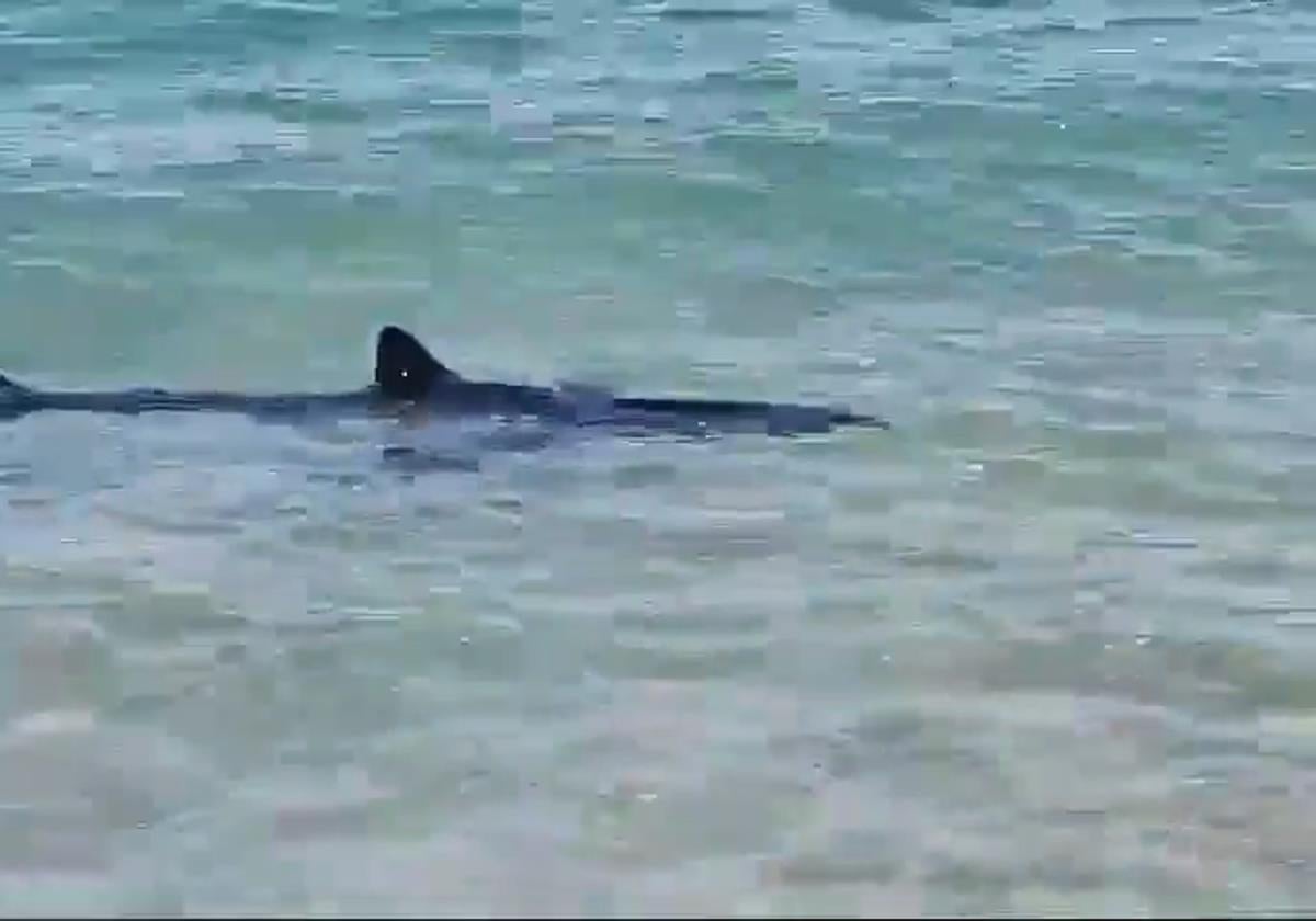 Susto en una playa de la provincia de Alicante por la presencia de un tiburón en la orilla