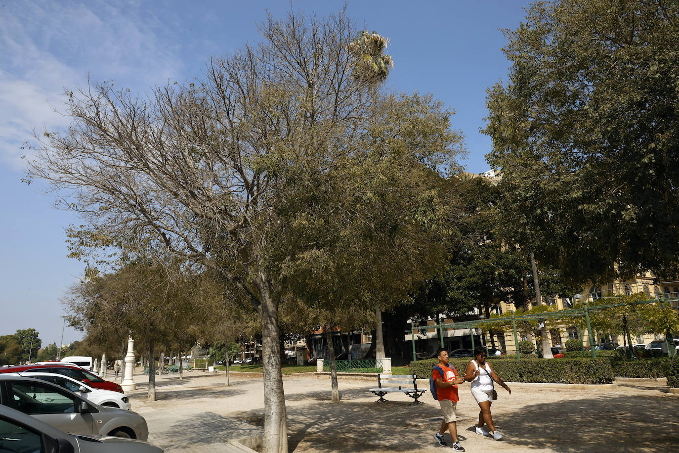 La falta de riego afecta a la mortalidad de los árboles en la Alameda