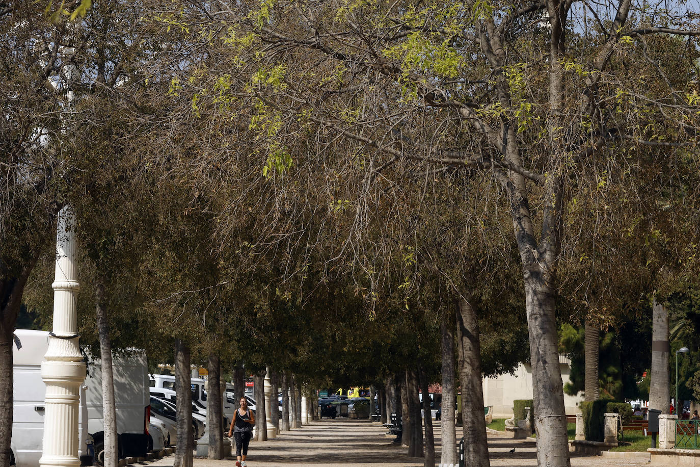 La falta de riego afecta a la mortalidad de los árboles en la Alameda