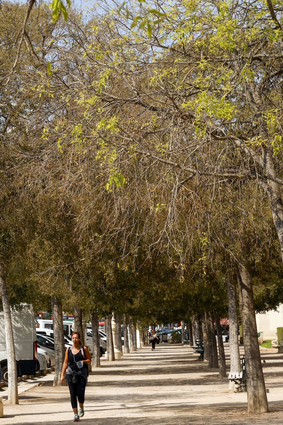 La falta de riego afecta a la mortalidad de los árboles en la Alameda