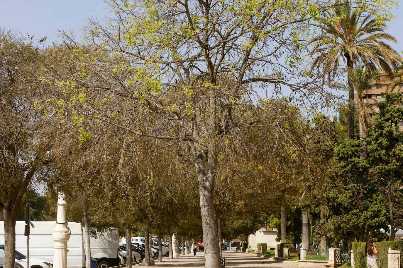 La falta de riego afecta a la mortalidad de los árboles en la Alameda