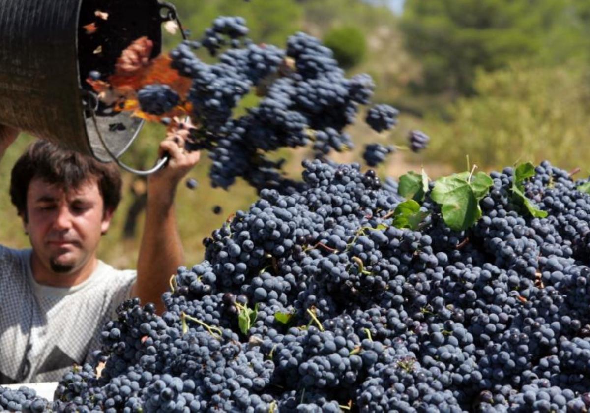 Un operario descarga su capazo de uvas en el remolque, en un viñedo de Requena.