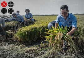 Los chefs aprenden a segar el arroz.