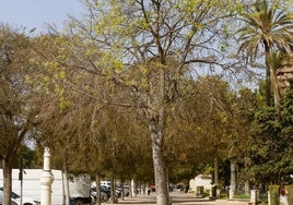 Uno de los árboles de la Alameda.