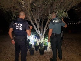 La investigación por el robo de una moto en Dénia permite descubrir una plantación de marihuana