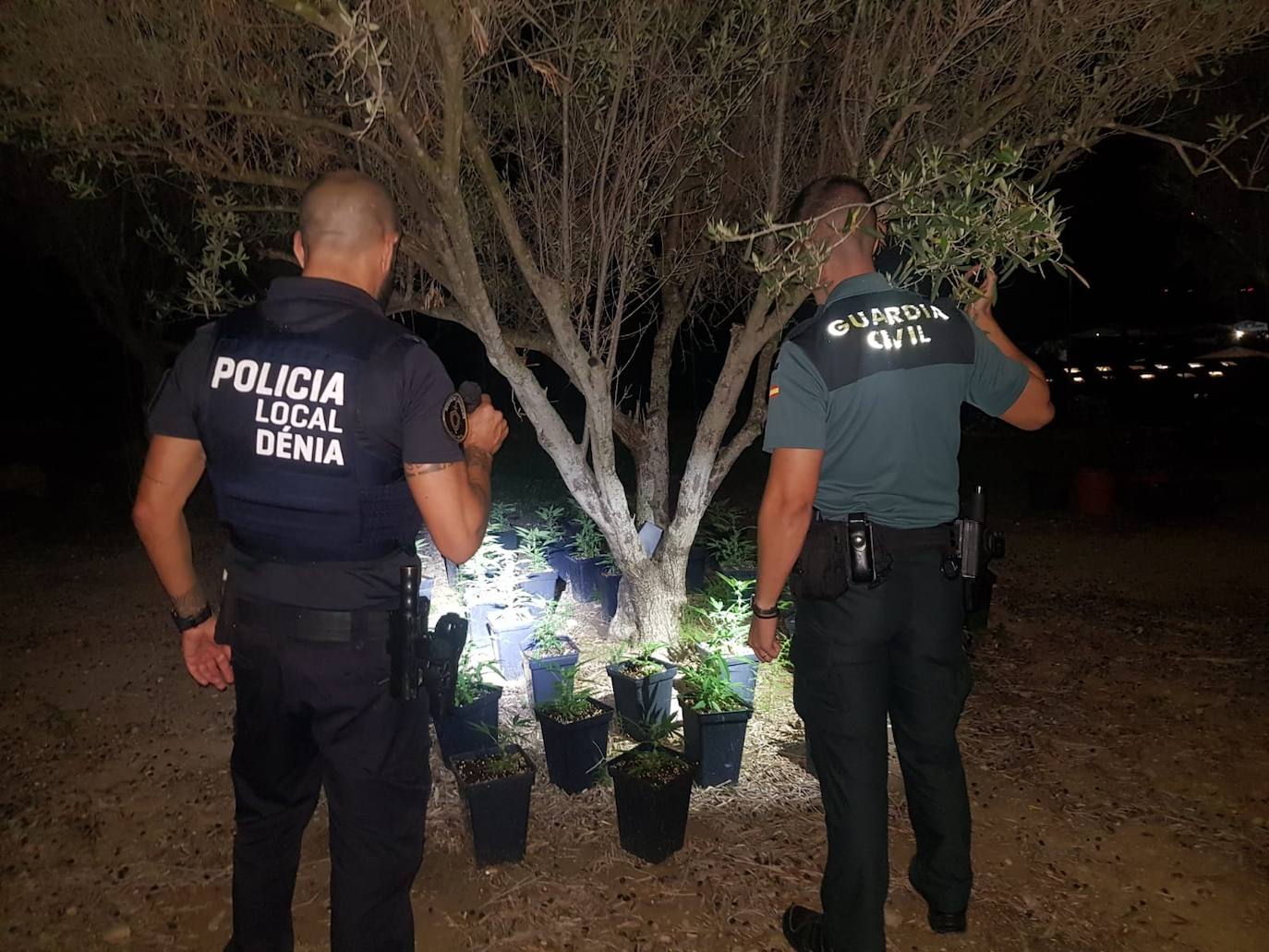 La investigación por el robo de una moto en Dénia permite descubrir una plantación de marihuana 