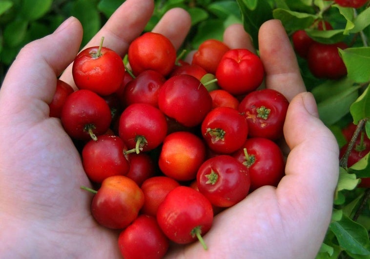 Acerola en una imagen de archivo.