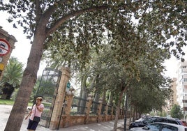 Ejemplares de arboles Lagunaria Patersonia en la calle Pintor Genaro Lahuerta que producen efectos urticantes y reacciones alergicas.