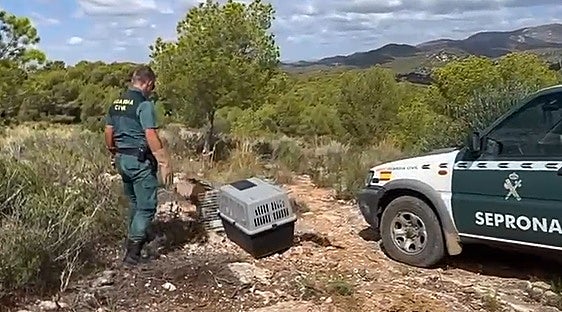 Momento en el que los agentes del SEPRONA devuelven al buitre a su hábitat natural.